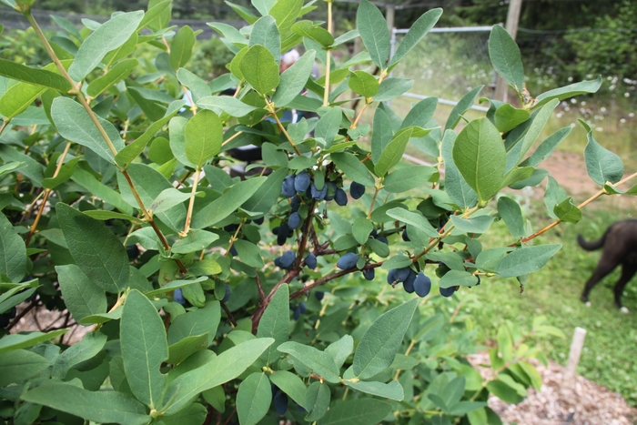 Yezberry Sugar Pie® Japanese Haskap - Lonicera caerulea 'Hoka' PP28593, Can PBRAF (Japanese Haskap) from E.C. Brown's Nursery Yezberry Sugar Pie® Japanese Haskap - Lonicera caerulea 'Hoka' PP28593, Can PBRAF (Japanese Haskap) from E.C. Brown's Nursery