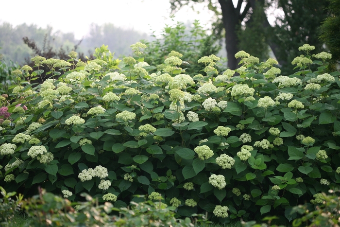 Lime Rickey® - Hydrangea arborescens from E.C. Brown's Nursery Lime Rickey® - Hydrangea arborescens from E.C. Brown's Nursery