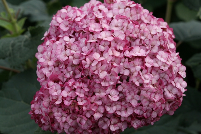 Invincibelle® Mini Mauvette® - Hydrangea arborescens from E.C. Brown's Nursery