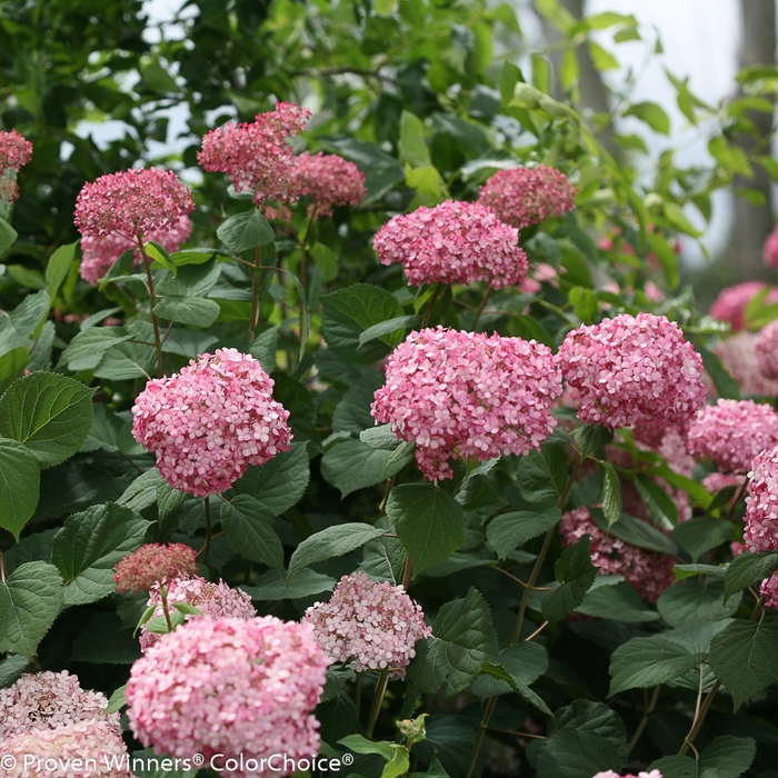 Smooth Hydrangea - Hydrangea arborescens 'Invincibelle Spirit II' from E.C. Brown's Nursery Smooth Hydrangea - Hydrangea arborescens 'Invincibelle Spirit II' from E.C. Brown's Nursery