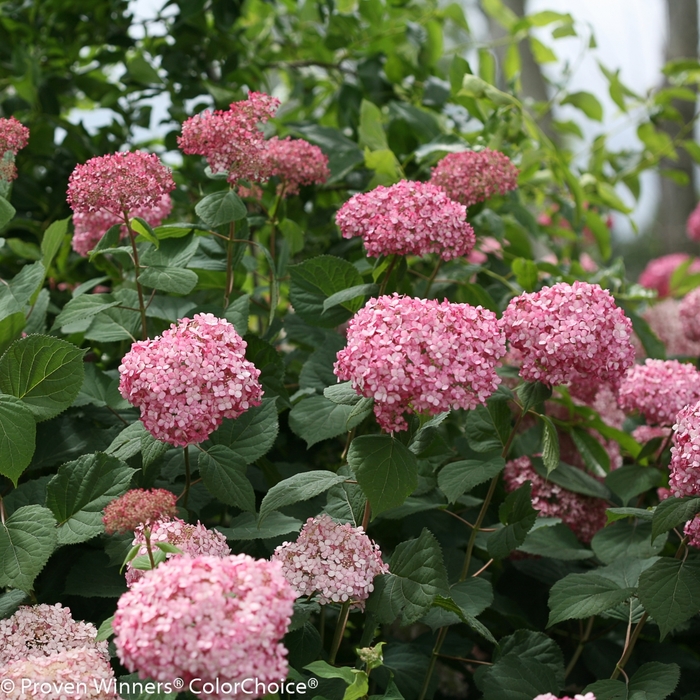 Smooth Hydrangea - Hydrangea arborescens 'Invincibelle Spirit II' from E.C. Brown's Nursery