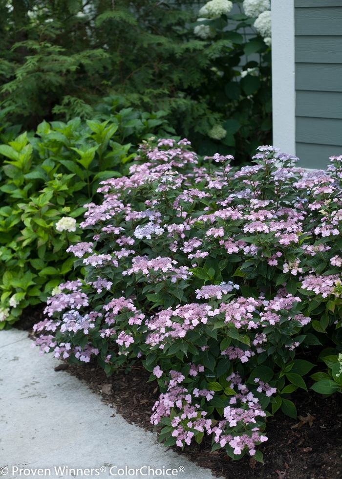 Tiny Tuff Stuff™ - Hydrangea serrata from E.C. Brown's Nursery Tiny Tuff Stuff™ - Hydrangea serrata from E.C. Brown's Nursery