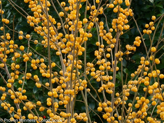 Berry Heavy® Gold - Ilex verticillata 'Roberta Case' (Winterberry Holly) from E.C. Brown's Nursery Berry Heavy® Gold - Ilex verticillata 'Roberta Case' (Winterberry Holly) from E.C. Brown's Nursery