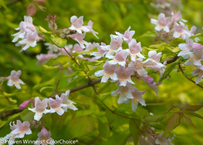 Dream Catcher® - Kolkwitzia amabilis from E.C. Brown's Nursery