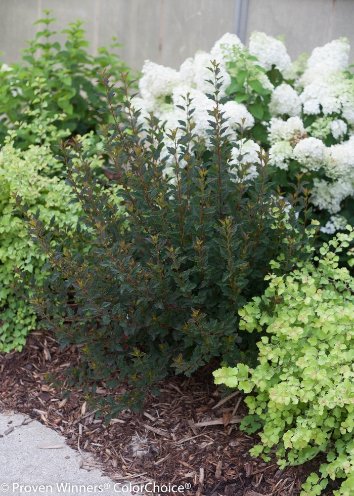 Ninebark - Physocarpus opulifolius from E.C. Brown's Nursery Ninebark - Physocarpus opulifolius from E.C. Brown's Nursery