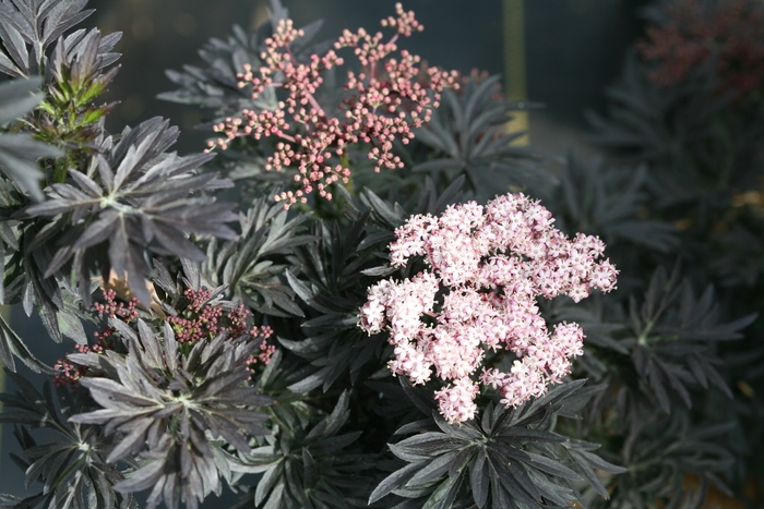 Laced Up® - Sambucus nigra from E.C. Brown's Nursery