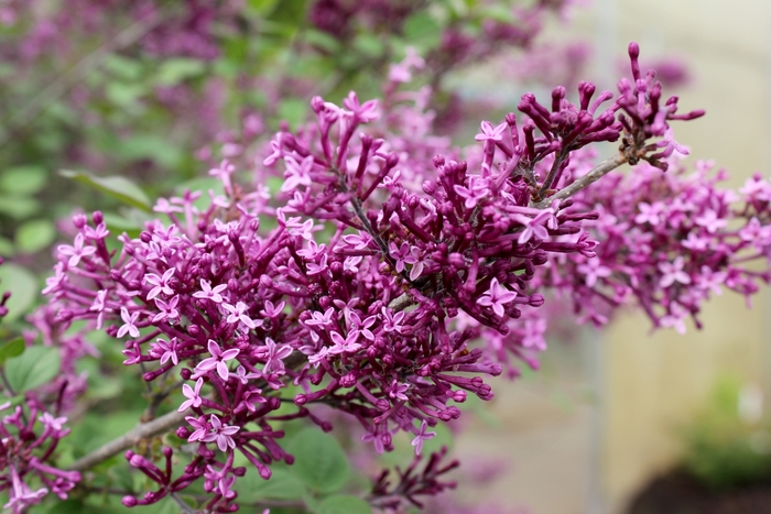 Bloomerang® Dark Purple - Syringa x from E.C. Brown's Nursery