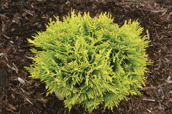 Anna's Magic Ball® - Thuja occidentalis from E.C. Brown's Nursery Anna's Magic Ball® - Thuja occidentalis from E.C. Brown's Nursery