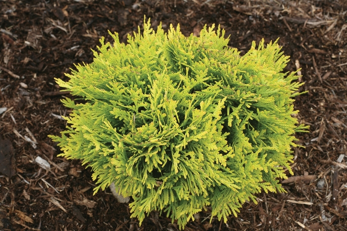 Anna's Magic Ball® - Thuja occidentalis from E.C. Brown's Nursery