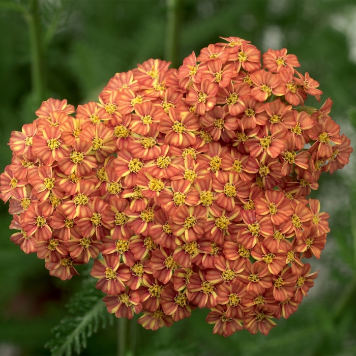 Yarrow - Achillea hybrida 'Desert Eve Terracotta' from E.C. Brown's Nursery