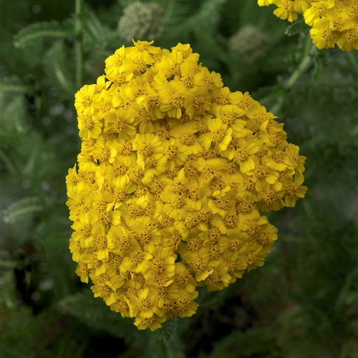 Yarrow - Achillea hybrida 'Desert Eve Yellow' from E.C. Brown's Nursery