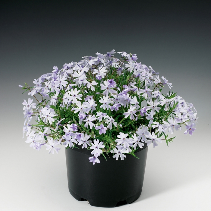  'Emerald Cushion Blue' - Phlox subulata from E.C. Brown's Nursery