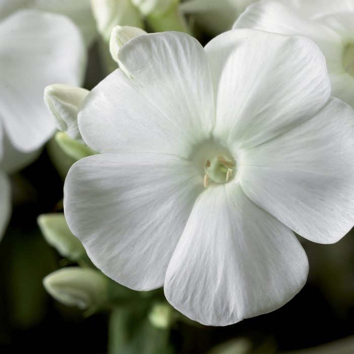 Garden Phlox - Phlox paniculata 'Peacock White' from E.C. Brown's Nursery