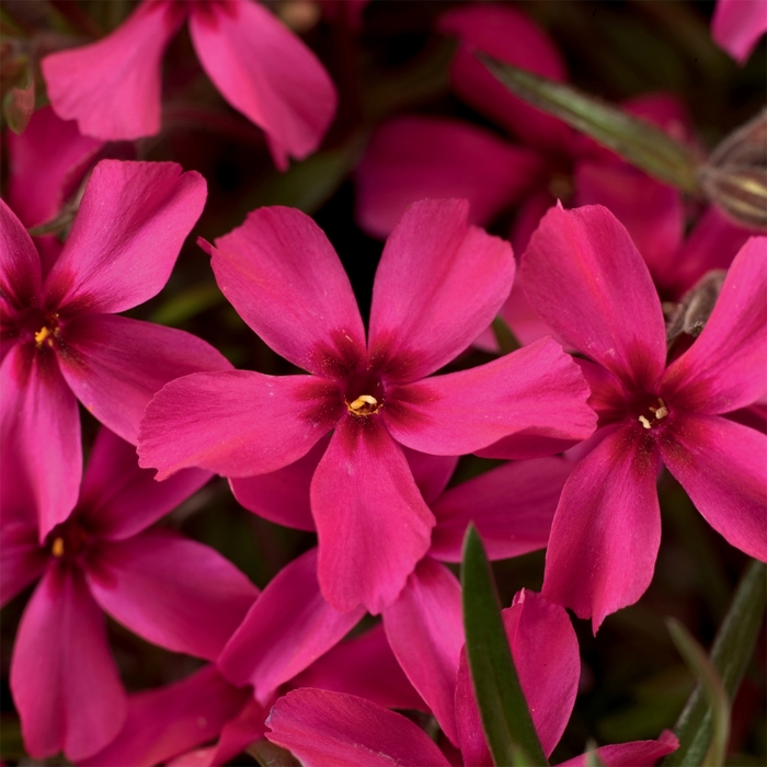 'Scarlet Flame' - Phlox subulata from E.C. Brown's Nursery 'Scarlet Flame' - Phlox subulata from E.C. Brown's Nursery