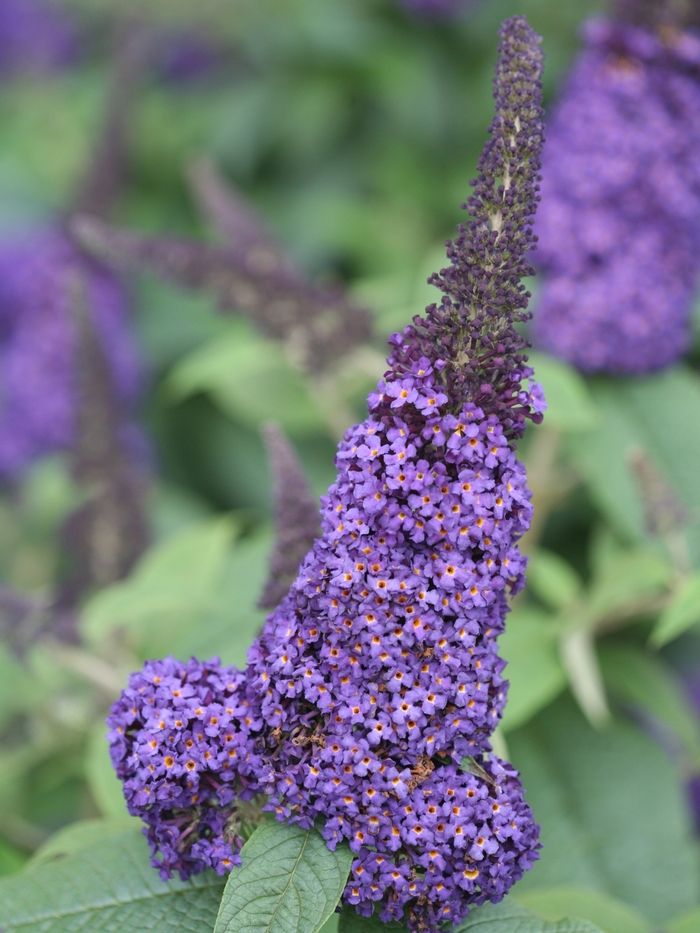 Pugster Blue® - Buddleia x (Butterfly Bush) from E.C. Brown's Nursery