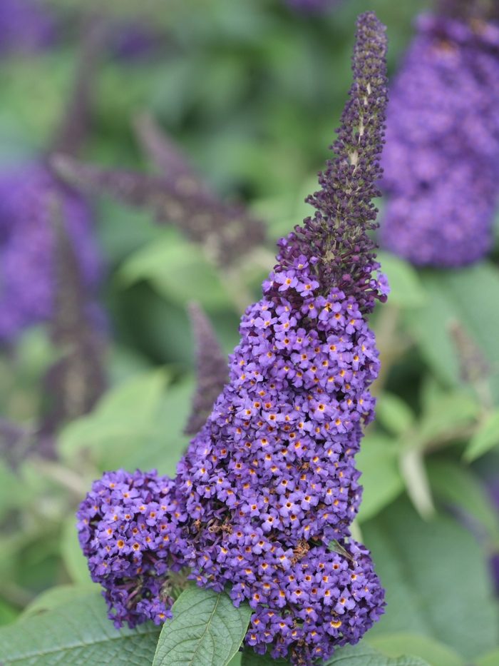 Pugster Blue® - Buddleia x (Butterfly Bush) from E.C. Brown's Nursery Pugster Blue® - Buddleia x (Butterfly Bush) from E.C. Brown's Nursery
