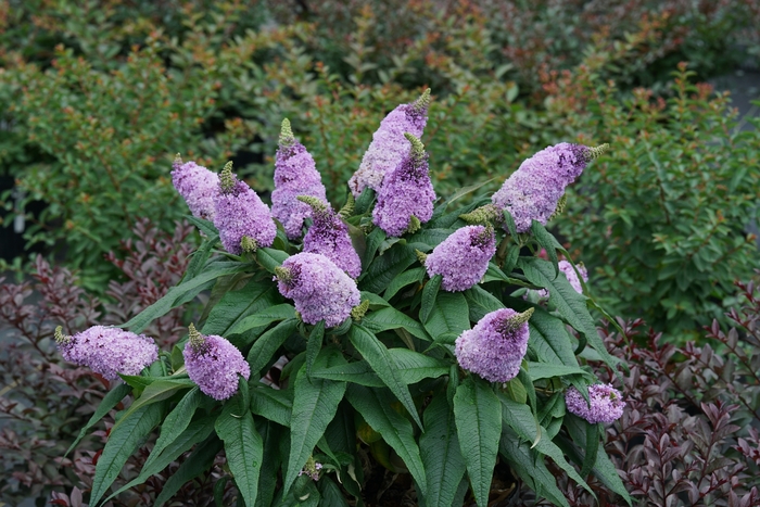 Pugster® Amethyst - Buddleia x from E.C. Brown's Nursery