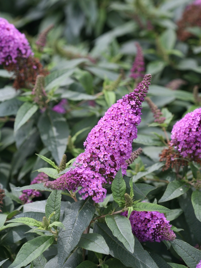 Pugster Periwinkle® - Buddleia x from E.C. Brown's Nursery