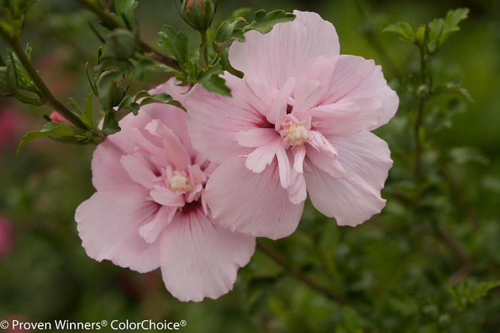 Pink Chiffon® Rose of Sharon - Hibiscus syriacus 'JWNWOOD4' PP24336 (Rose of Sharon) from E.C. Brown's Nursery Pink Chiffon® Rose of Sharon - Hibiscus syriacus 'JWNWOOD4' PP24336 (Rose of Sharon) from E.C. Brown's Nursery