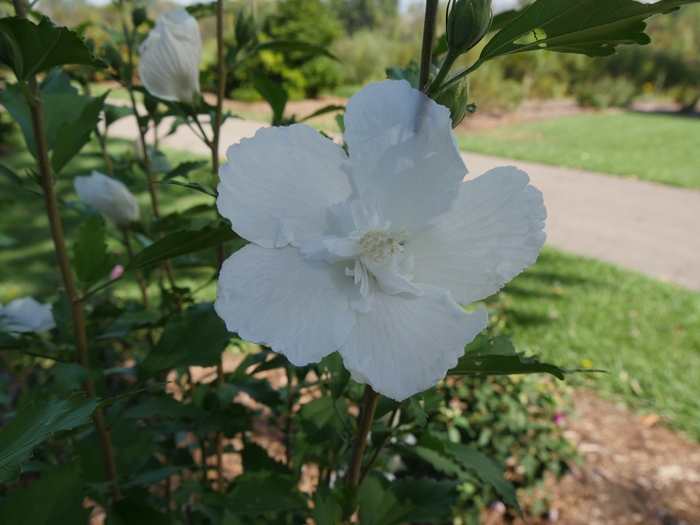 White Pillar® Rose of Sharon - Hibiscus s. 'Gandini van Aart' PP28892 Can PBRAF from E.C. Brown's Nursery White Pillar® Rose of Sharon - Hibiscus s. 'Gandini van Aart' PP28892 Can PBRAF from E.C. Brown's Nursery