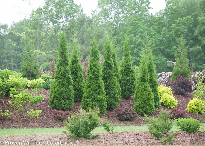 North Pole® - Thuja occidentalis from E.C. Brown's Nursery