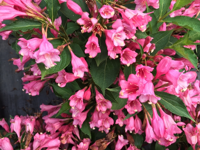 Czechmark Twopink® - Weigela florida from E.C. Brown's Nursery