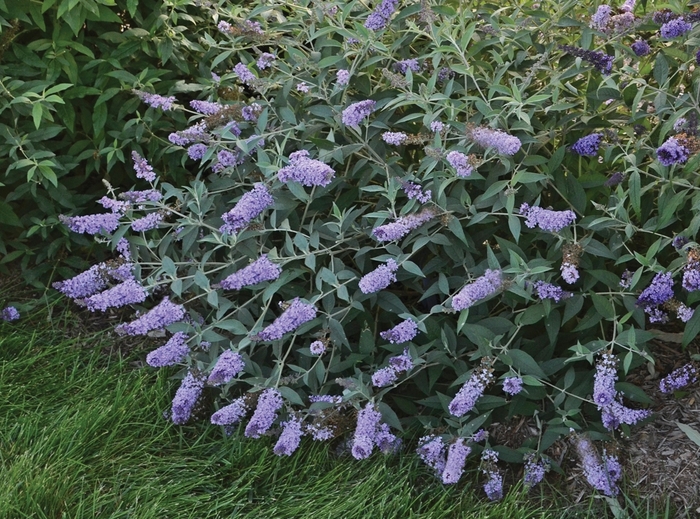 Monarch® Glass Slippers - Buddleia davidii 'Glass Slippers' (Butterfly Bush) from E.C. Brown's Nursery