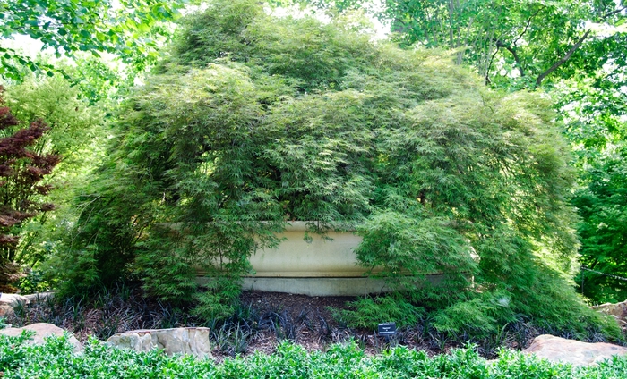 Atropurpureum Japanese Maple - Acer palmatum 'Atropurpureum' from E.C. Brown's Nursery