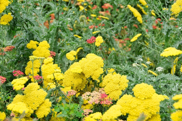 Yarrow - Achillea 'Moonshine' from E.C. Brown's Nursery Yarrow - Achillea 'Moonshine' from E.C. Brown's Nursery