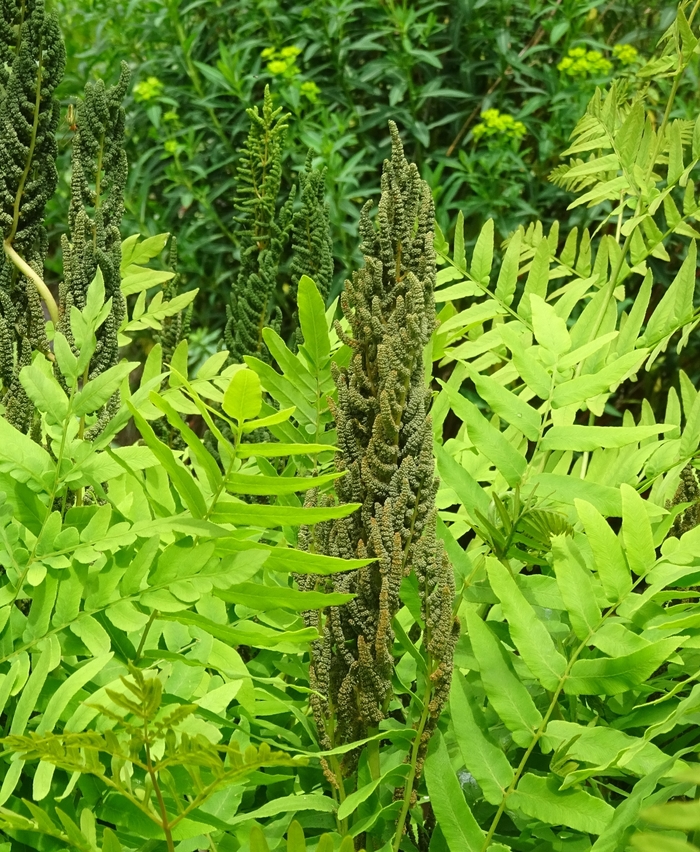 Royal Fern - Osmunda regalis from E.C. Brown's Nursery