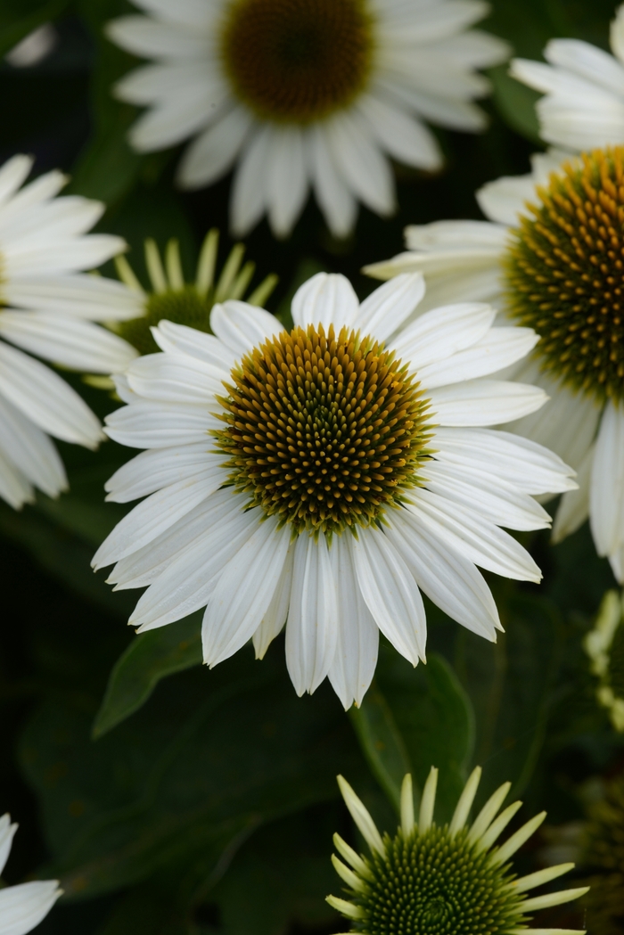 Sombrero® Blanco - Echinacea 'Balsomblanc' (Coneflower) from E.C. Brown's Nursery