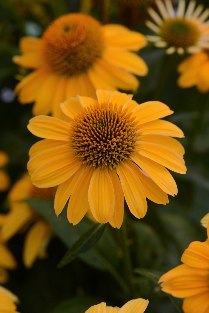 Sombrero® Granada Gold - Echinacea 'Balsomold' PP30115 (Coneflower) from E.C. Brown's Nursery