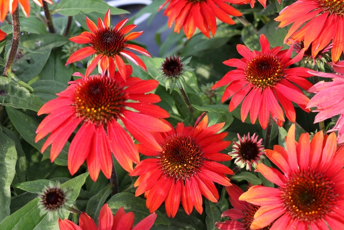Sombrero® 'Sangrita' - Echinacea (Coneflower) from E.C. Brown's Nursery Sombrero® 'Sangrita' - Echinacea (Coneflower) from E.C. Brown's Nursery