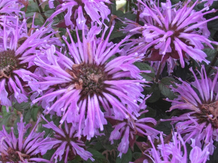 Sugar Buzz® Blue Moon Bee Balm, Bergamot - Monarda didyma from E.C. Brown's Nursery