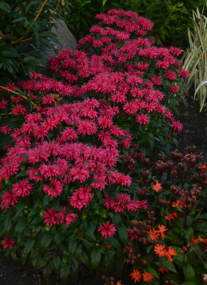 Sugar Buzz® Cherry Pops Bee Balm, Bergamot - Monarda didyma from E.C. Brown's Nursery Sugar Buzz® Cherry Pops Bee Balm, Bergamot - Monarda didyma from E.C. Brown's Nursery