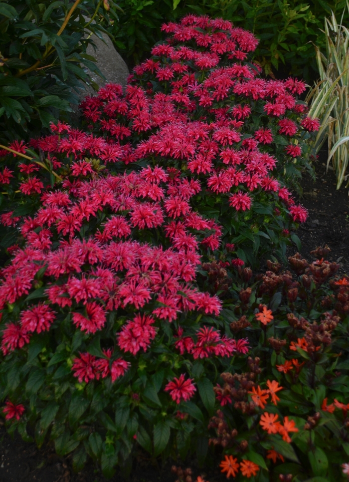 Sugar Buzz® Cherry Pops Bee Balm, Bergamot - Monarda didyma from E.C. Brown's Nursery