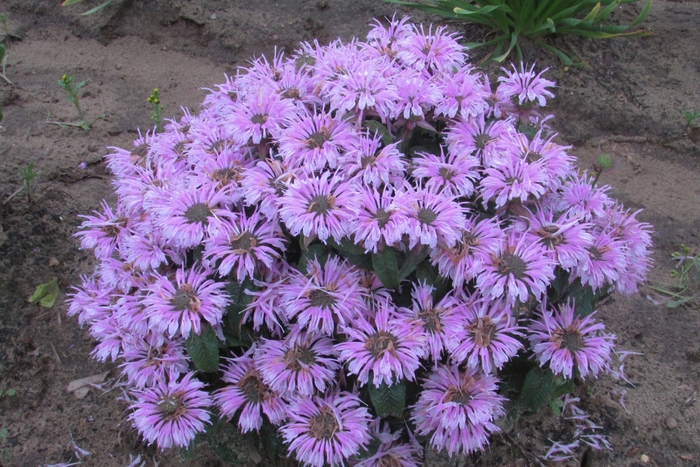 Sugar Buzz® Cotton Candy Bee Balm, Bergamot - Monarda didyma from E.C. Brown's Nursery