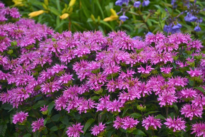 Sugar Buzz® Lilac Lollipop - Monarda didyma from E.C. Brown's Nursery