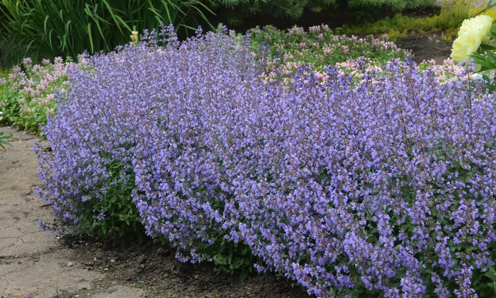 Purrsian Blue Catmint - Nepeta x faassenii from E.C. Brown's Nursery Purrsian Blue Catmint - Nepeta x faassenii from E.C. Brown's Nursery
