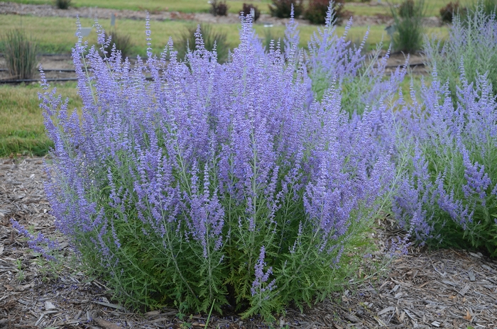  'Blue Jean Baby' - Perovskia atriplicifolia from E.C. Brown's Nursery