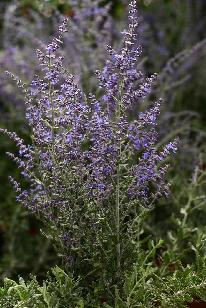 'Blue Steel' - Perovskia atriplicifolia from E.C. Brown's Nursery 'Blue Steel' - Perovskia atriplicifolia from E.C. Brown's Nursery