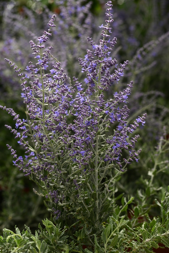  'Blue Steel' - Perovskia atriplicifolia from E.C. Brown's Nursery