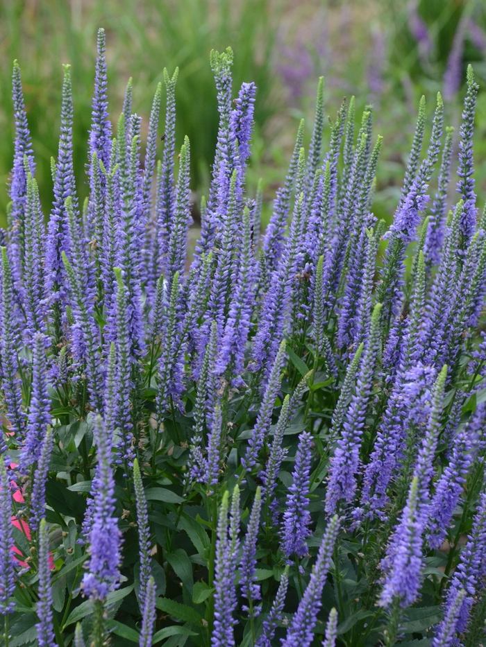 'Blue Skywalker' Speedwell - Veronica longifolia from E.C. Brown's Nursery