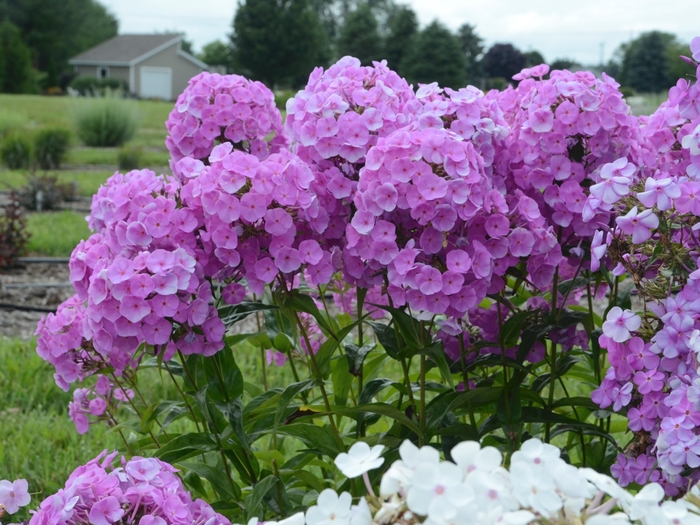 Fashionably Early Flamingo Garden Phlox - Phlox paniculata from E.C. Brown's Nursery