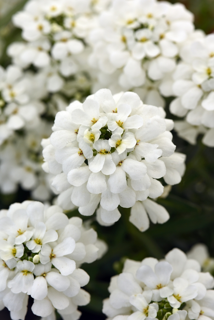 Snowsation Candytuft - Iberis sempervirens 'Snowsation' PP29637 (Candytuft) from E.C. Brown's Nursery