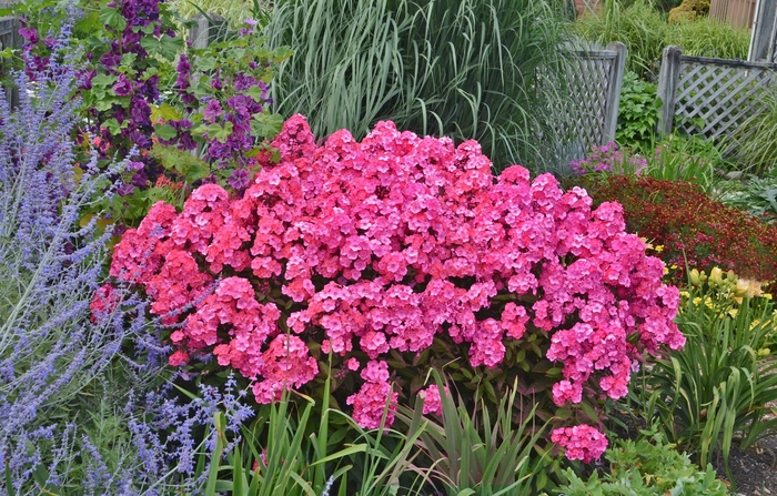 Garden Phlox - Phlox paniculata 'Glamour Girl' from E.C. Brown's Nursery Garden Phlox - Phlox paniculata 'Glamour Girl' from E.C. Brown's Nursery