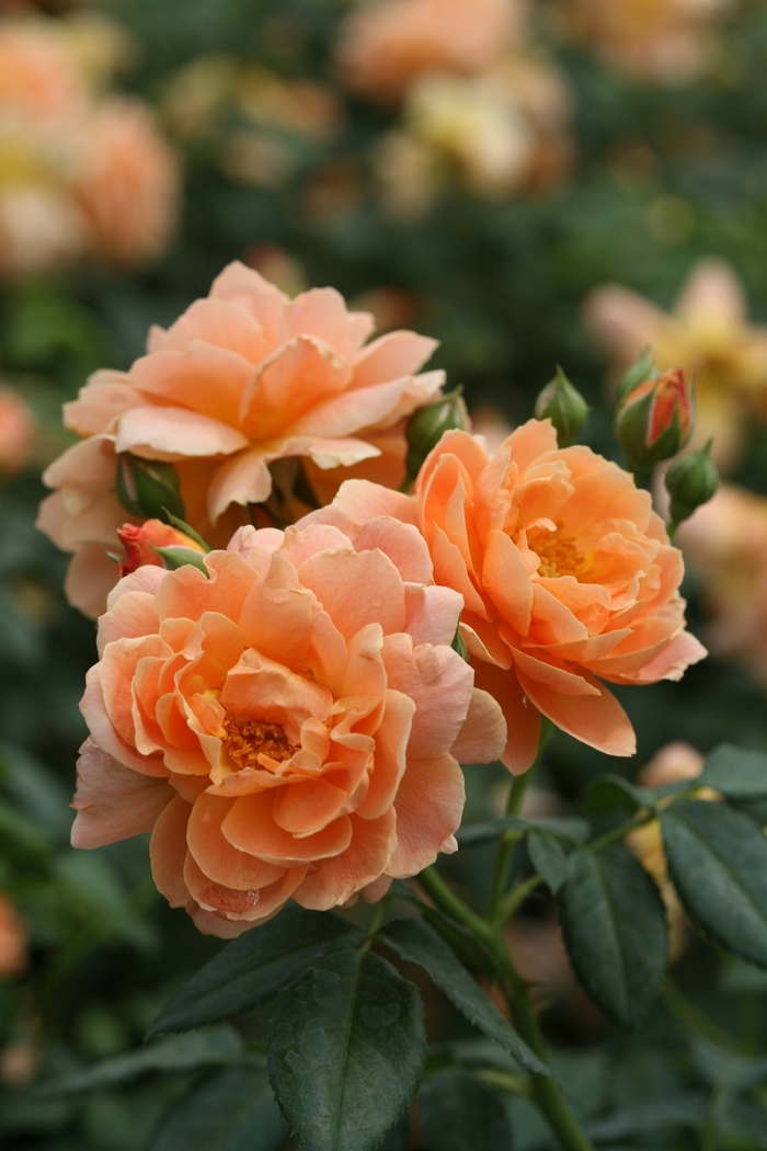At Last® Hybrid Tea Rose - Rosa 'HORCOGJIL' PP27541, Can 5631 (Hybrid Tea Rose) from E.C. Brown's Nursery