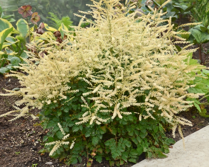 Dwarf Goat's Beard - Aruncus 'Chantilly Lace' from E.C. Brown's Nursery Dwarf Goat's Beard - Aruncus 'Chantilly Lace' from E.C. Brown's Nursery