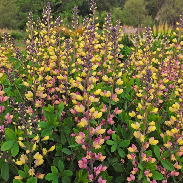 Decadence® False Indigo - Baptisia 'Decadence® Deluxe Pink Lemonade' from E.C. Brown's Nursery