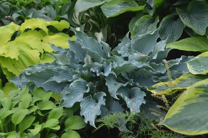 Shadowland® Waterslide - Hosta ''Waterslide'' PPAF (Hosta, Plantain Lily) from E.C. Brown's Nursery